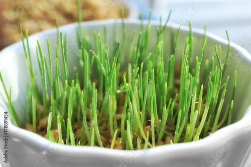 Green wheat grass growing in bowl, closeup