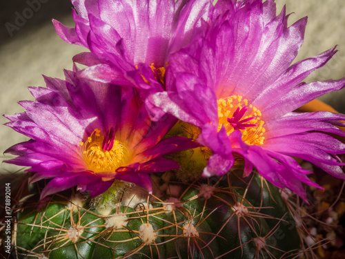 Pink Cactus Flowers