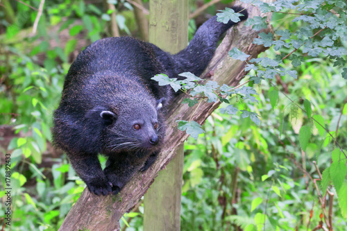 Bearcat / Binturong walking on a branch facing the camera photo