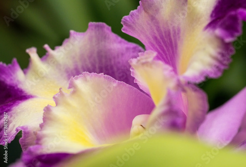 Purple Orchid Detail