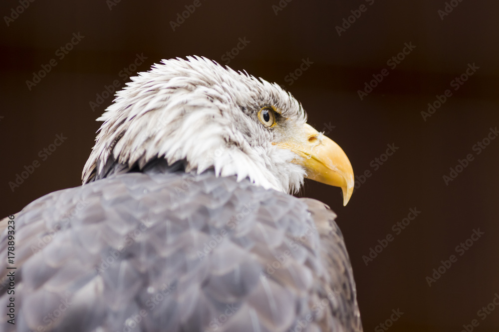 Obraz premium Portrait of a bald eagle (lat. haliaeetus leucocephalus)