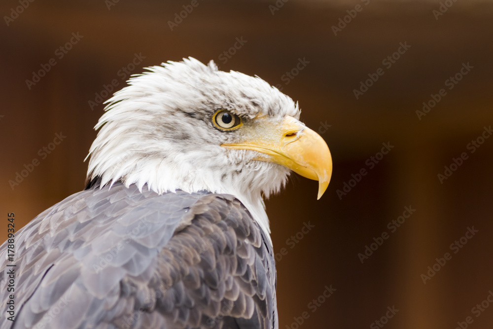 Obraz premium Portrait of a bald eagle (lat. haliaeetus leucocephalus)