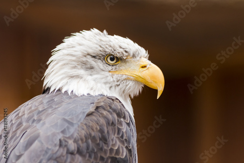 Portrait of a bald eagle  lat. haliaeetus leucocephalus 