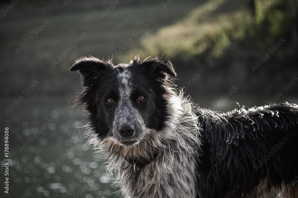 Black and white border collie portrait Black and white border collie portrait