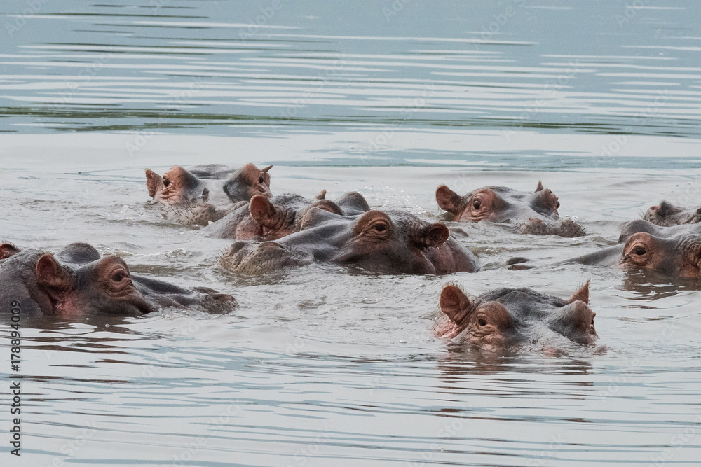 Fototapeta premium Hippos in Water