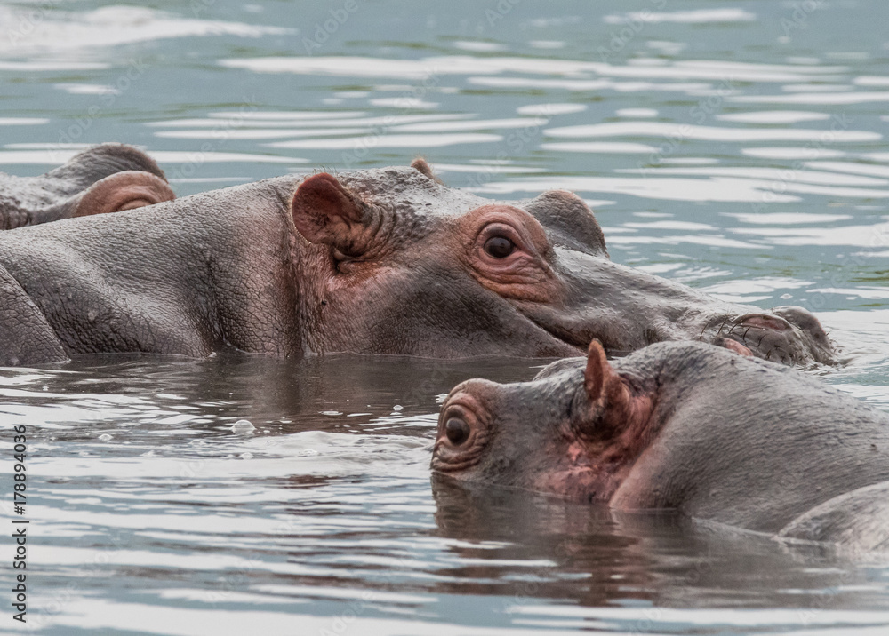 Hippos in Water Hippos in Water