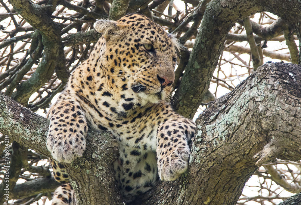 Leopard in Tree Leopard in Tree