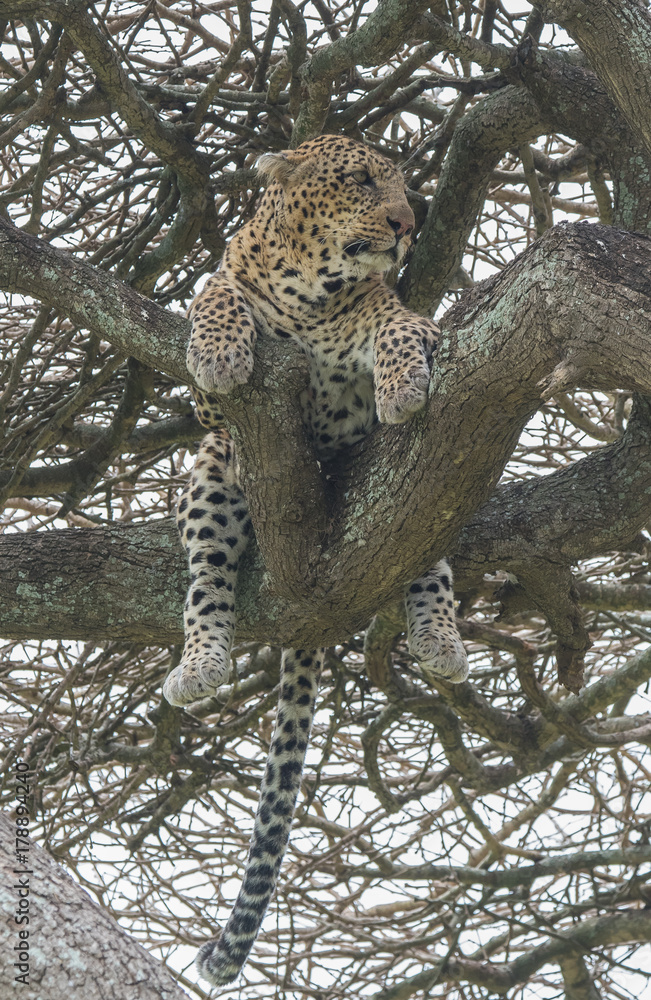 Obraz premium Leopard in Tree