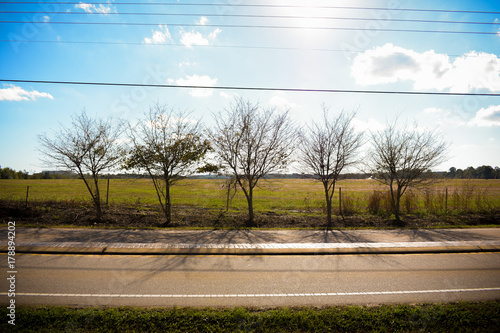 Five trees