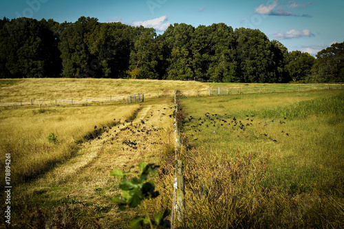Birds on both sides of the fence