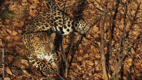 Amazing amur leopard is lying on dried leaves photo