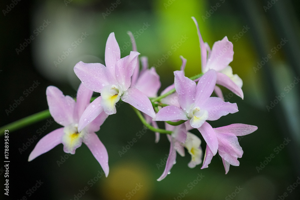 Obraz premium Purple Orchid Group