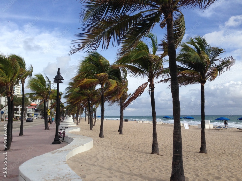 Palm Trees Blowing in the Wind at Fort Lauderdale Beach, Fort Lauderdale, Florida