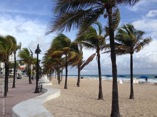 Palm Trees Blowing in the Wind at Fort Lauderdale Beach  Fort Lauderdale  Florida