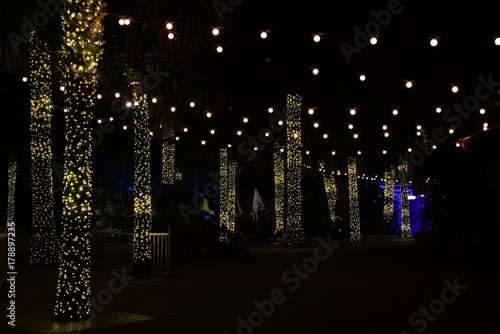 Palm trees wrapped with white lights and white lights hanging from top creating horizontal and vertical patterns shot at nighttime in a park