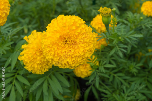  beautiful marigold flowers