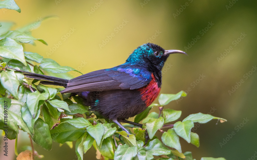 Obraz premium Bird on Branch