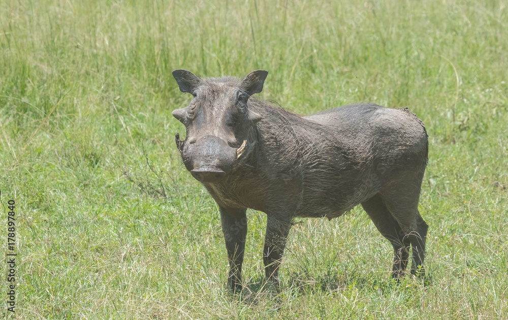 Warthog Warthog