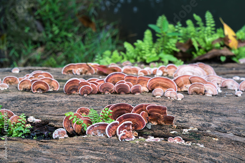 Close up shot of mushroom on wood