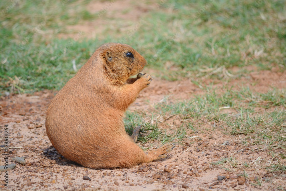 Prairie dog eating food setting down Prairie dog eating food setting down