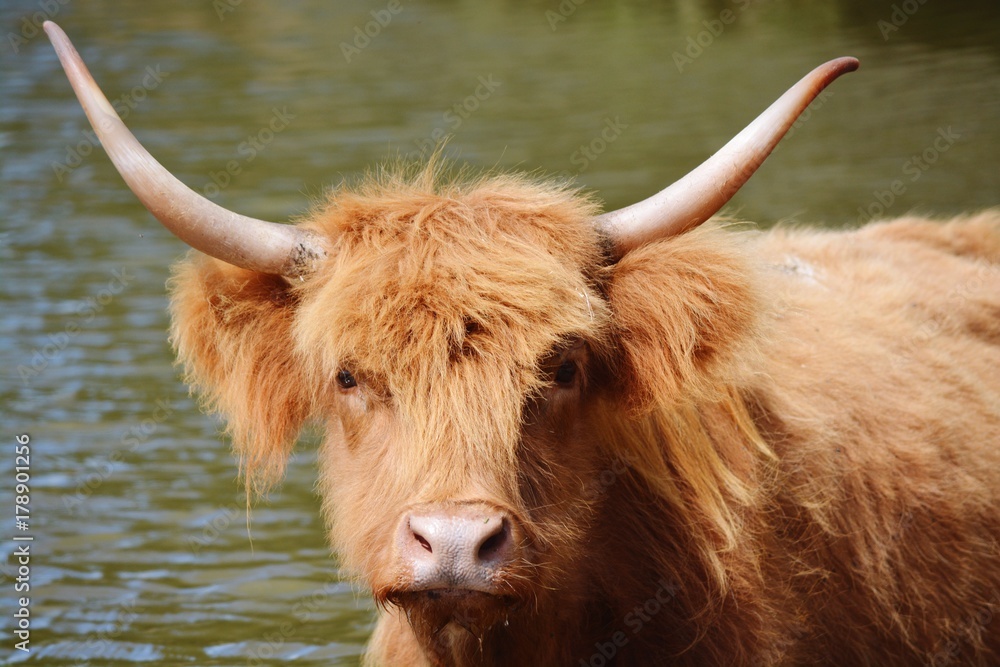 Long haired brown cow portrait 
