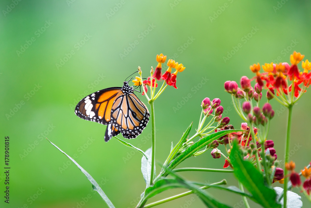 Naklejka premium Orange butterfly on red flowers