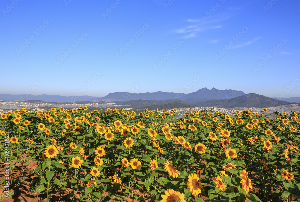 Sunflower field landscape. field of blooming sunflowers on a background sunset. Sunflower natural background Sunflower blooming