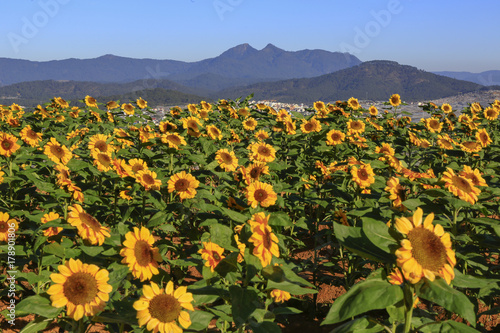 Sunflower field landscape. field of blooming sunflowers on a background sunset. Sunflower natural background Sunflower blooming