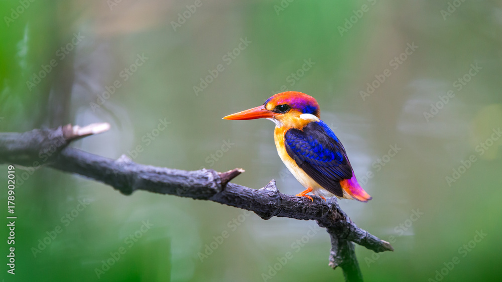 Fototapeta premium The Oriental Dwarf Kingfisher also known as the Black-backed Kingfisher or Three-toed Kingfisher (Ceyx erithaca) is a species of bird in the Alcedinidae family. it is found in Thailand