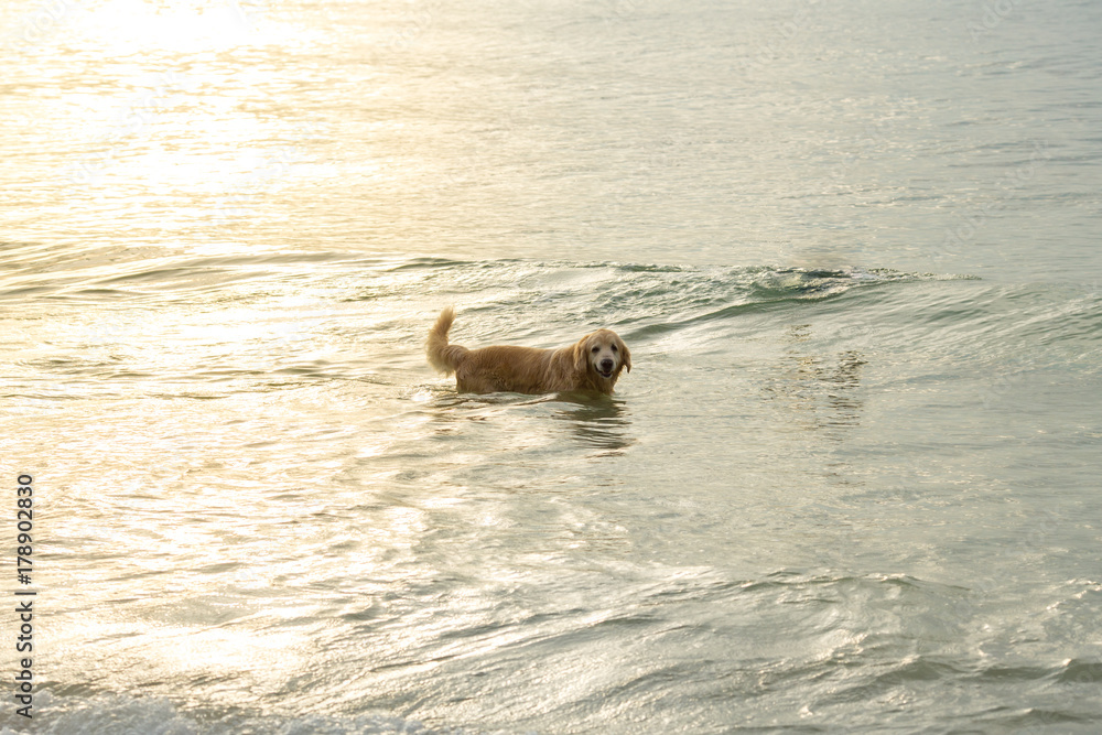 Obraz premium Golden dog walking on the beach at sunset.
