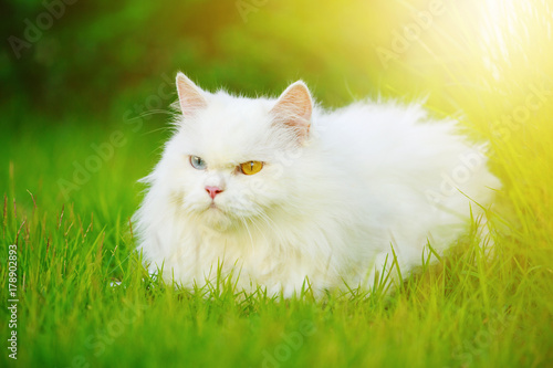 white Persian cat with 2 different-colored eyes (heterocromatic eyes) on grass field photo