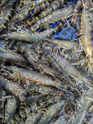 Harvesting tiger prawns form commercial prawn farm