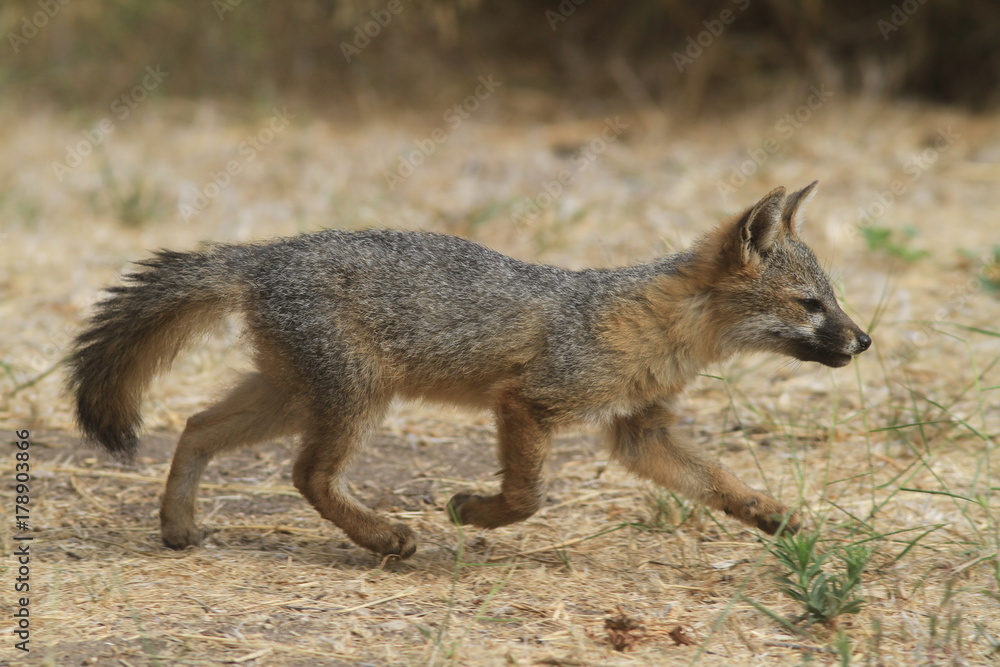 Island Fox Pup Running, Santa Cruz Island Island Fox Pup Running, Santa Cruz Island