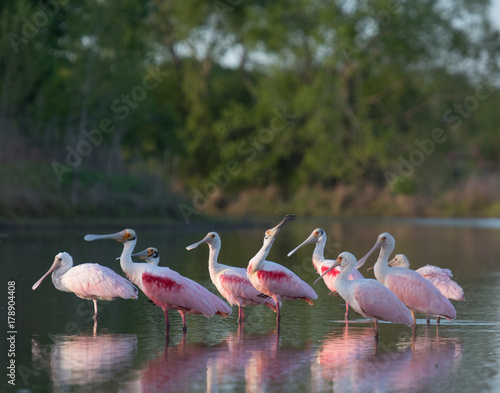 Roseate Spoonbill