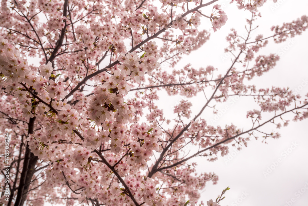 Blossom Cherry (Sakura) flower on the branch isolated on white Blossom Cherry (Sakura) flower on the branch isolated on white