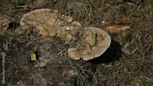 wild mushroom growing up on the old tree root