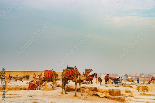 Camel near the ancient pyramid in Cairo  Egypt