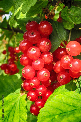 red currant as nice fruit food natural background