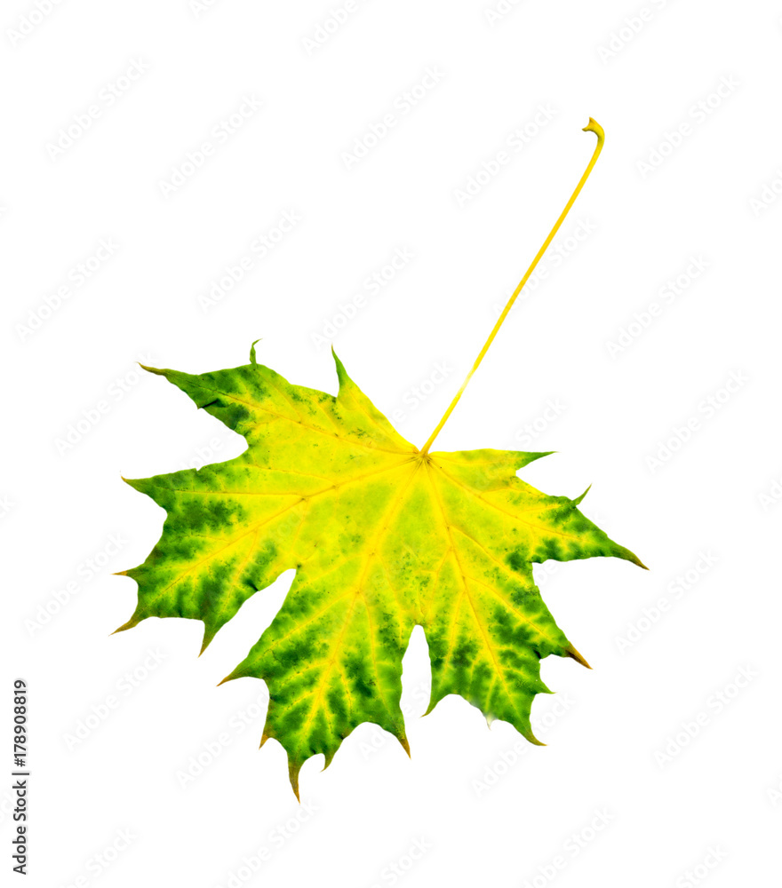 Autumn maple leaf isolated on white background
