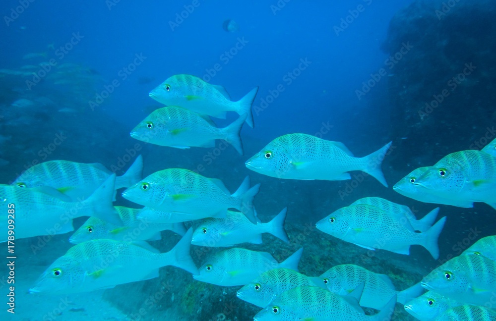 Obraz premium Coral reef fish