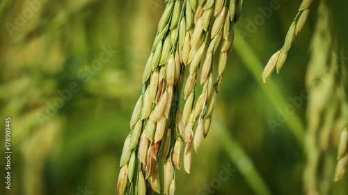 The productivity of the rice farmers.
