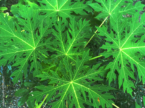Papaya Green Leaves Pattern