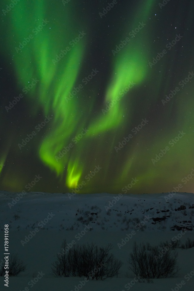 At night in the winter hills,tundra and trees and in the sky the stars, Aurora.