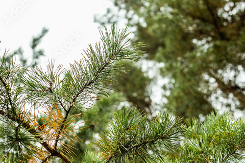 Green pine branch with dew drops