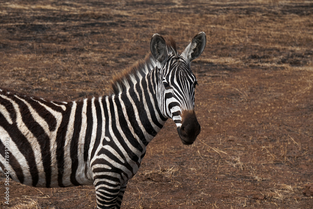 Fototapeta premium Ngorongoro Nationalpark Tansania
