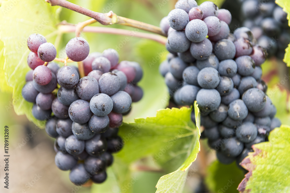 Champagne Pinot Noir Grapes France