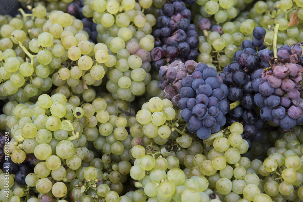 Chardonnay and Pinot Noir Harvest Campagne Chardonnay and Pinot Noir Harvest Campagne