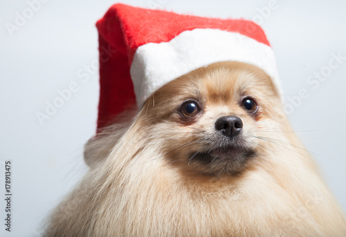  Christmas composition. A yellow dog in a Santa Claus hat. Gifts.