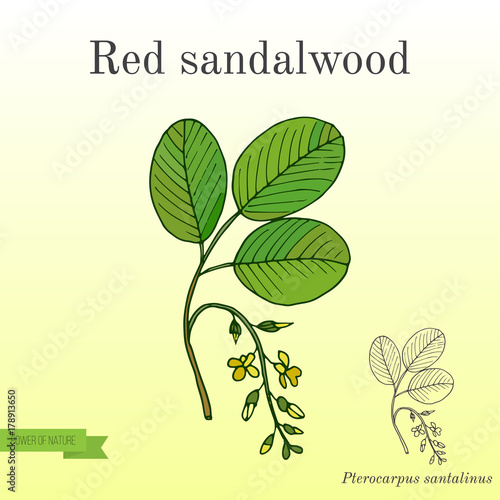 Red sandalwood branch
