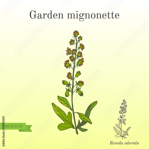 Reseda or Mignonette, aromatic and medicinal plant